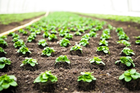 Seedlings growing in rows, representing a planned security roadmap