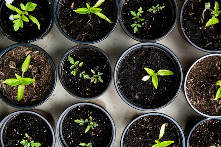 Young plants in pots, representing hands-on security implementation
