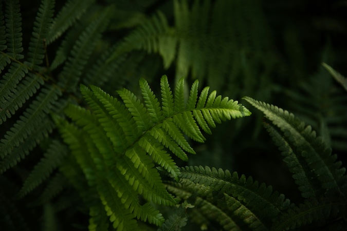 Native New Zealand fern fronds